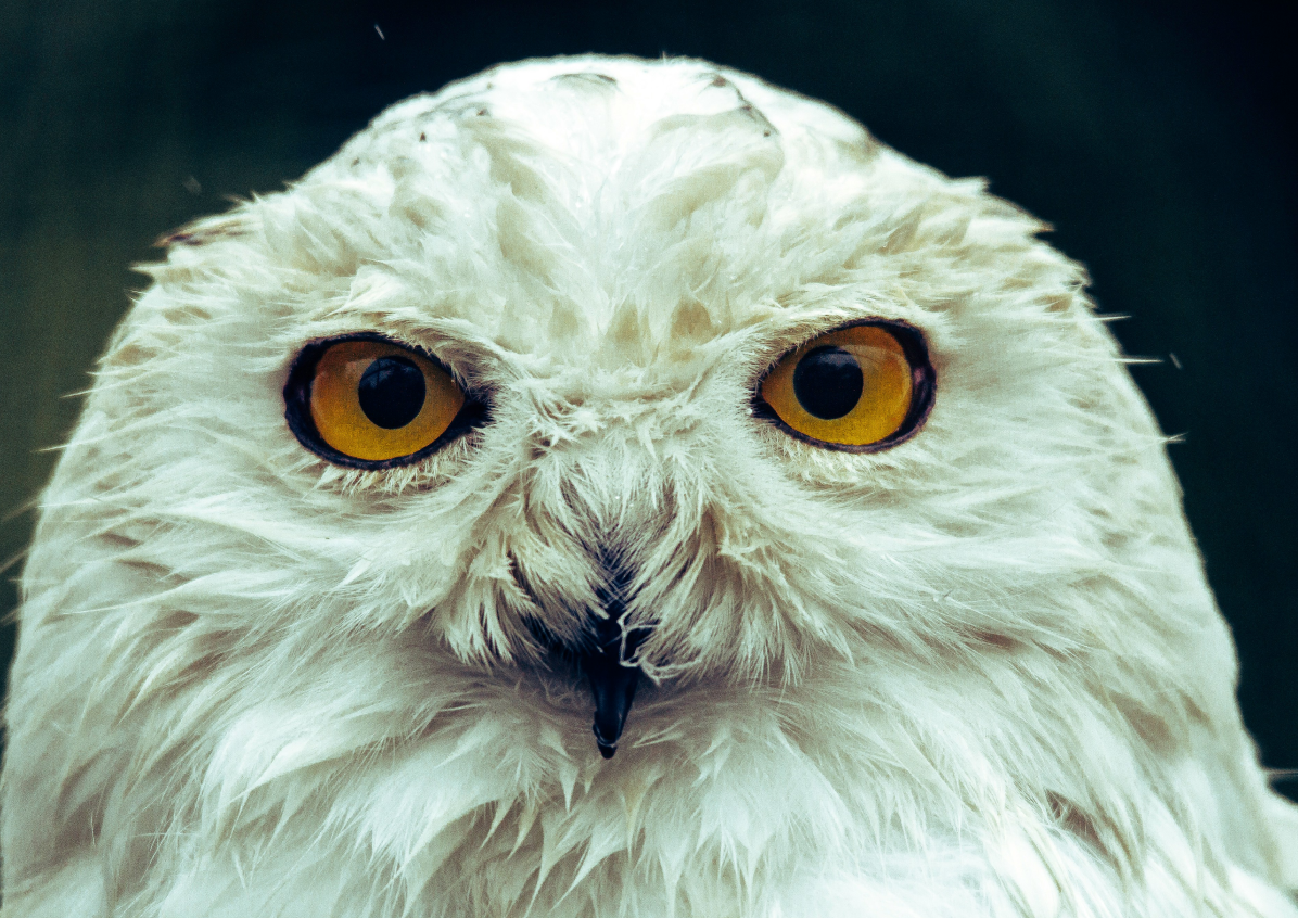 Owl portrait for videography